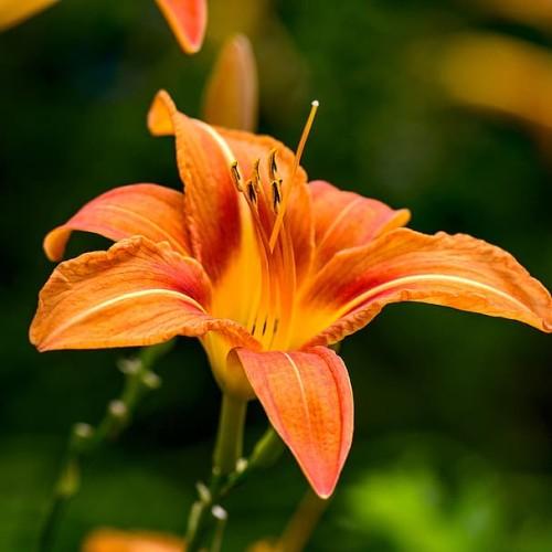 Orannge-red flower with orange center, orange stigma, orange style, orange-brown anthers, lime-green petiole and green stems.