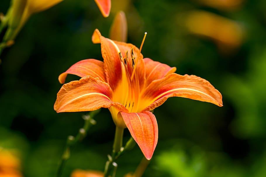 Orannge-red flower with orange center, orange stigma, orange style, orange-brown anthers, lime-green petiole and green stems.