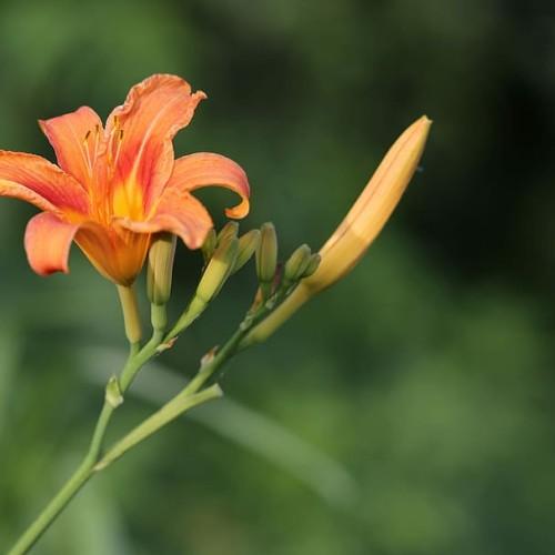 Orange-red flower with yellow center, yellow-brown anthers, orange-red filament, green-lime buds, lime-green petiole and green stems.