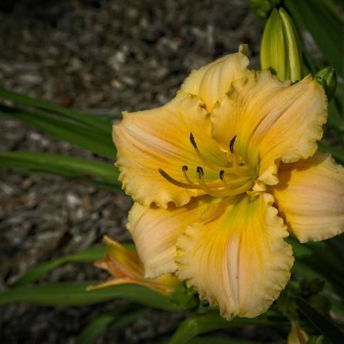 peachy-yellow flower with yellow stamens, curvy petals, and green, grass-like leaves