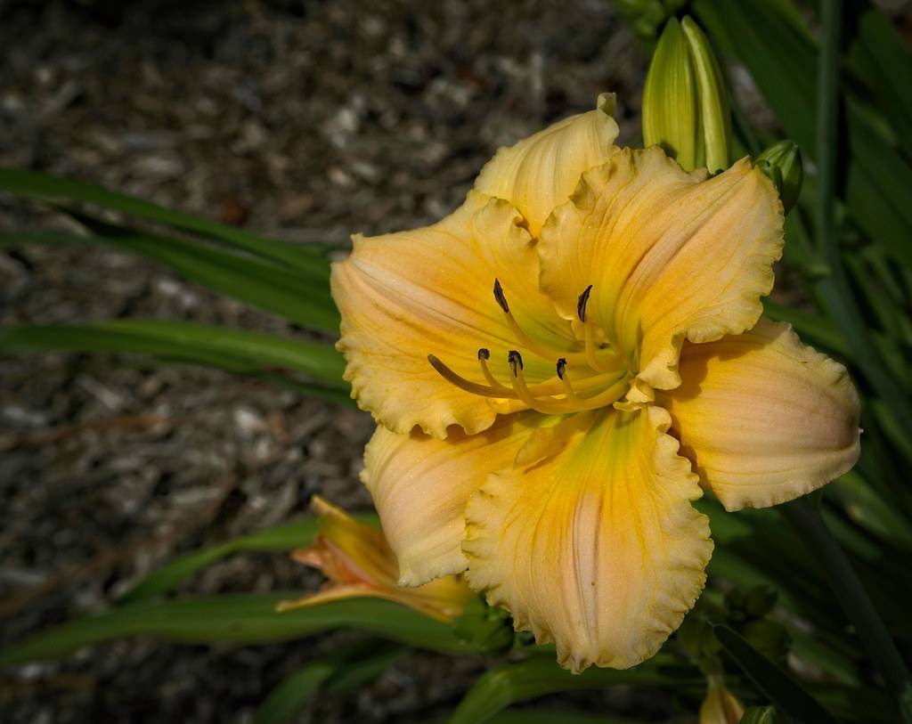peachy-yellow flower with yellow stamens, curvy petals, and green, grass-like leaves