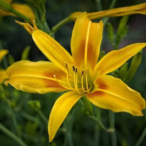 dark yellow flowers with yellow stamens and green stems
