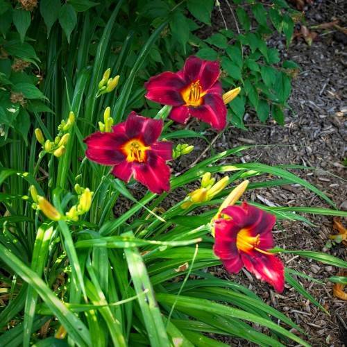 deep red flowers with yellow stamens, yellow buds, green stems, and green, grass-like leaves