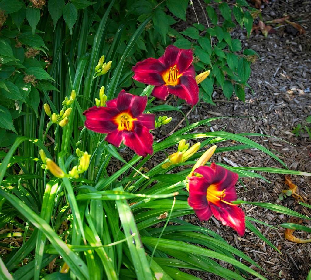 deep red flowers with yellow stamens, yellow buds, green stems, and green, grass-like leaves