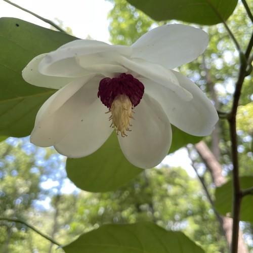 A white flower and red-white pistil is growing between green leaves with brown branch and brown twig.
