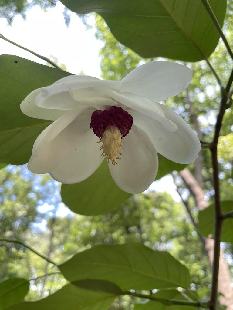 A  white flower and red-white pistil is growing between green leaves with brown branch and brown twig. 