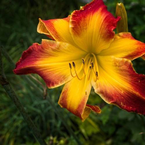 deep yellow to maroon flower with yellow stamens and dark green stem