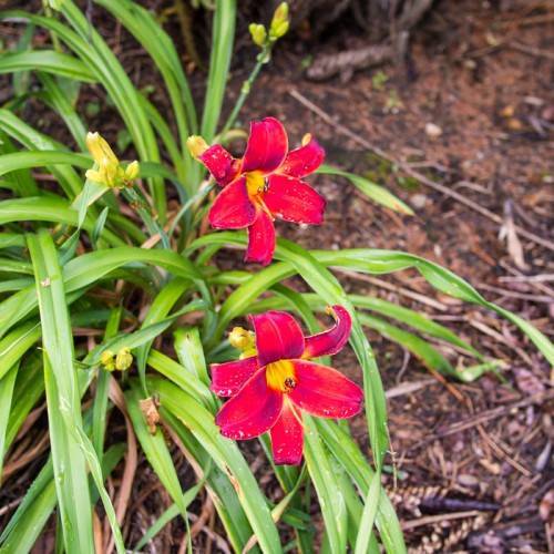 red flower with yellow stamens, green stems, yellow buds, and grass-like, green leaves