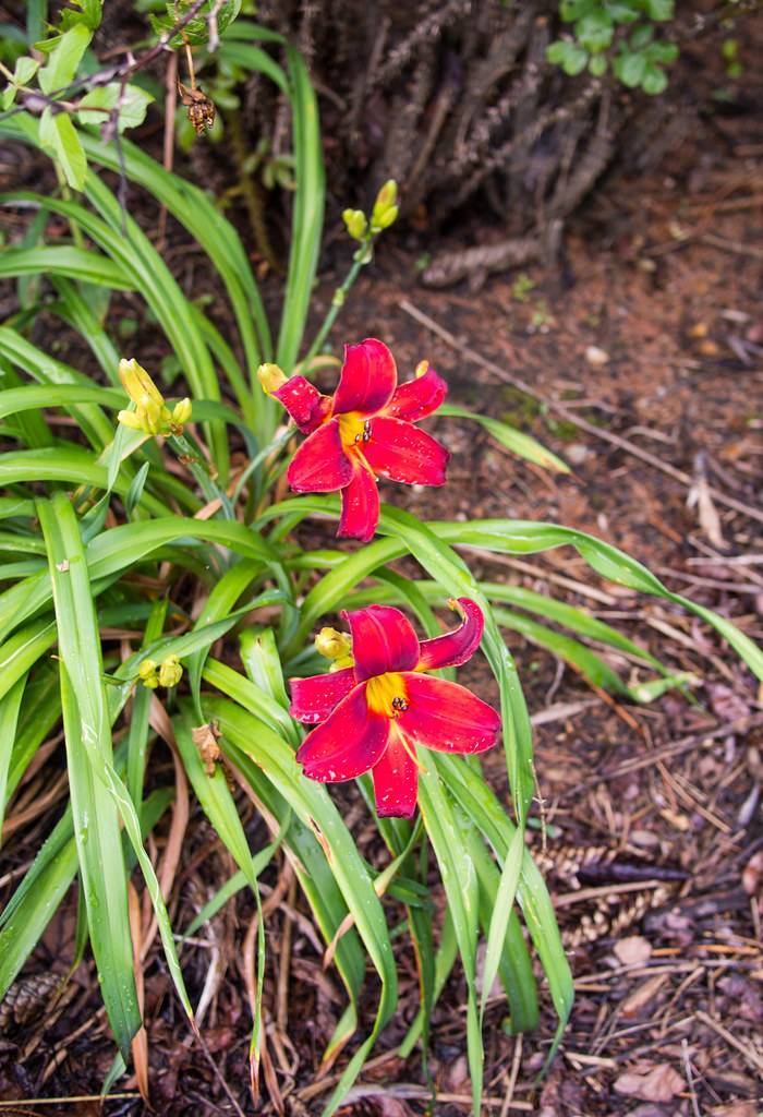 red flower with yellow stamens, green stems, yellow buds, and grass-like, green leaves