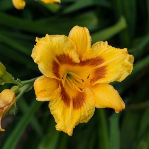 yellow flower with yellow stamens, and green stems