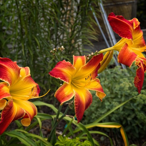 Orange-yellow flower with yellow style and filaments, yellow-black anthers, yellow-lime buds, green leaves and stems.