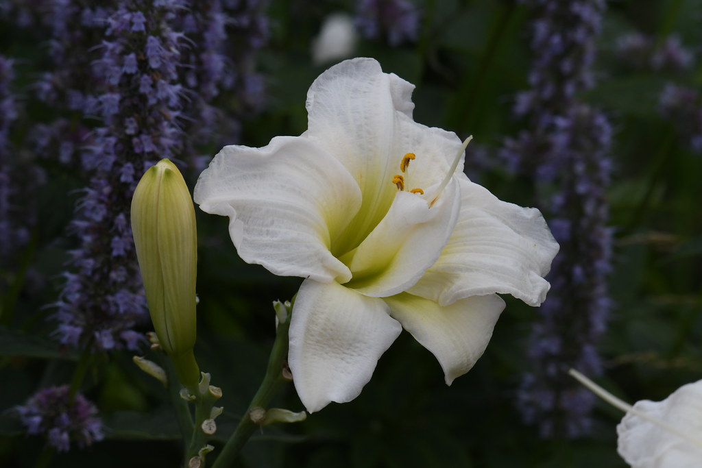 white flower with white stigma, yellow anthers, green stems and greenish-white bud