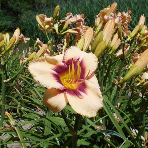 yellow-burgundy flower with yellow center, burgundy anthers, burgundy-yellow filaments, green leaves, lime-green buds, yellow-burgundy stigma and style.