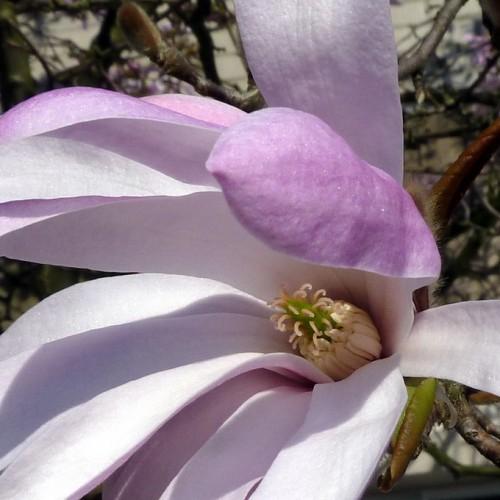 A  pink-purple flower with green-white pistil on green-red stem.