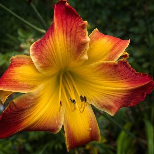 deep yellow to red bicolored flower with yellows stamens and  curvy petals
