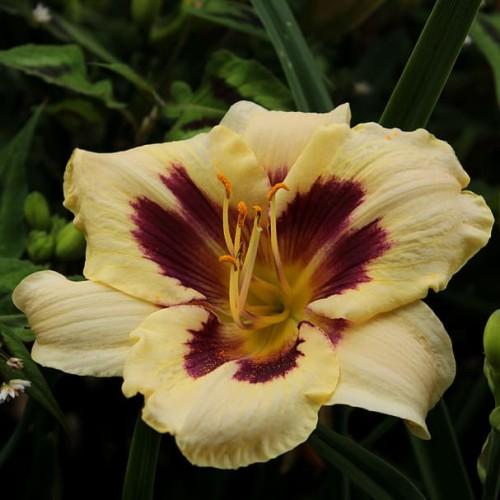 yellow-burgundy flower with yellow center, orange anthers, burgundy-yellow filaments, green leaves, green buds, yellow-burgundy stigma and style.