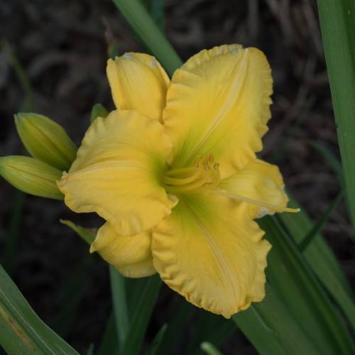 creamy yellow flowers with creamy yellow stamens, curvy petals, green leaves, and yellow-green buds