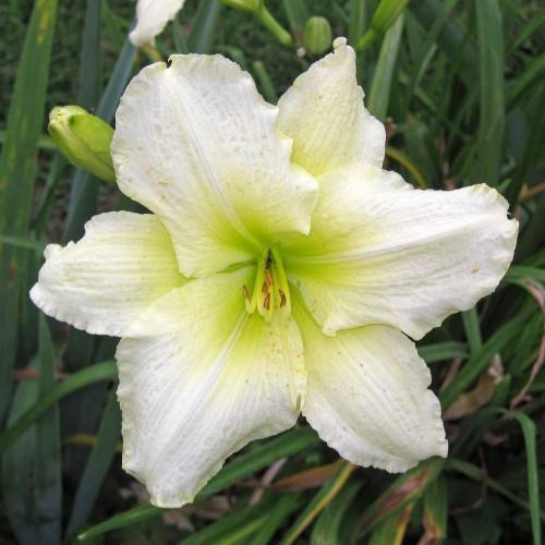 white flower with creamy green stamens, buds, and green leaves