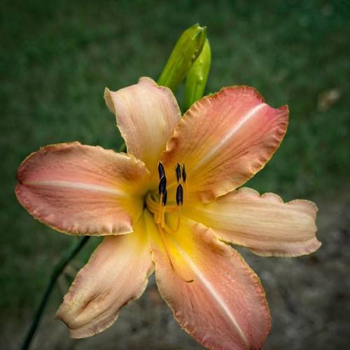 beige pink flower with yellow filaments, black anthers, green stems, and green buds