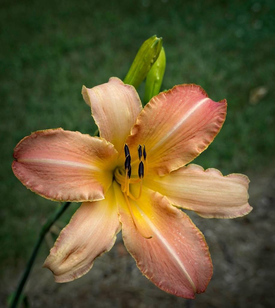 beige pink flower with yellow filaments, black anthers, green stems, and green buds