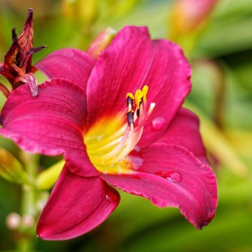deep red flower with curvy petals and yellow to creamy pink stamens
