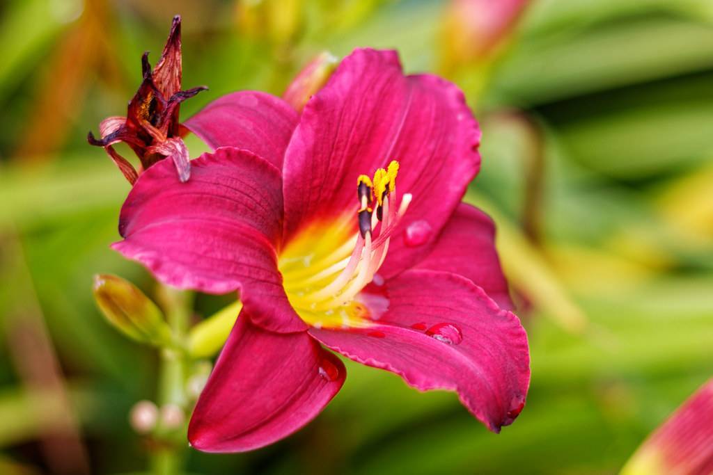 deep red flower with curvy petals and yellow to creamy pink stamens