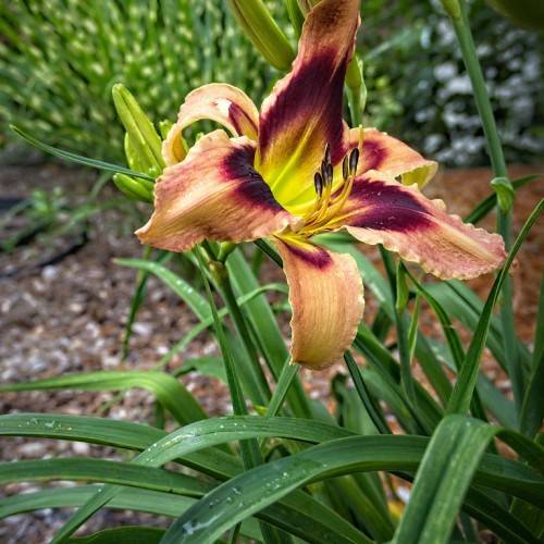 beige colored flower with deep violet tint, yellow stamens, green stems, and green, grass-like leaves