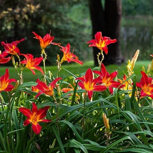 Red flowers with yellow center, red staemn, lime-green buds, lime-green petiole, green leaves and stems