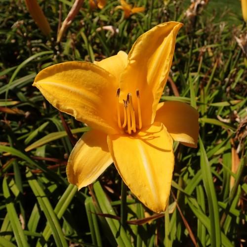 Yellow flower with yellow pistil, brown anthers, yellow filament, yellow buds, green leaves and stems.