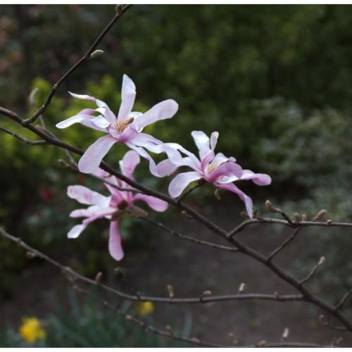 A pink-white flower growing on a brown twig.