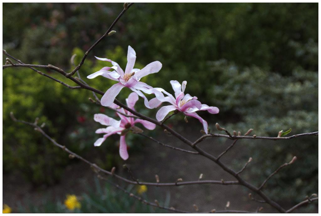 A pink-white flower growing on a brown twig.