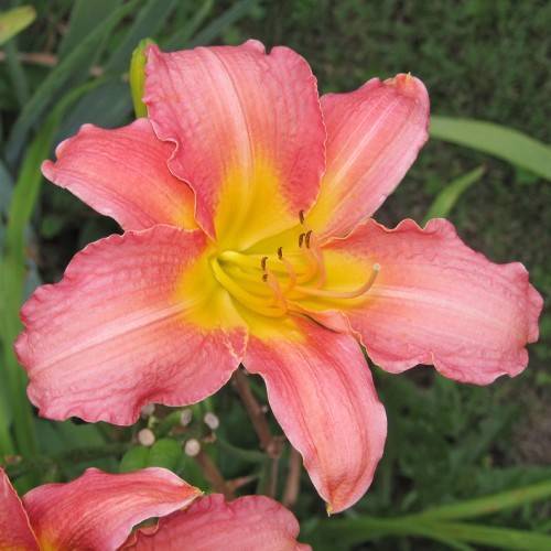 yellow to pink bicolored flowers with yellow stamens, curvy petals, green leaves, and stems