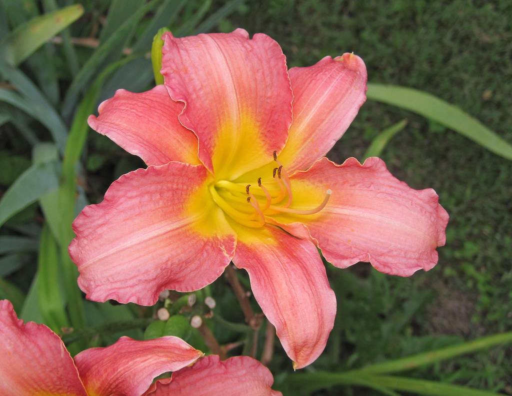 yellow to pink bicolored flowers with yellow stamens, curvy petals, green leaves, and stems