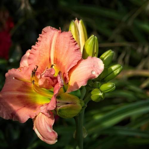 lime-yellow to reddish-pink flower with lime-yellow stamens, curvy petals, green buds, and green stems