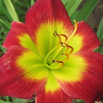 lime-yellow to deep red flower with lime-yellow stamens, and green leaves