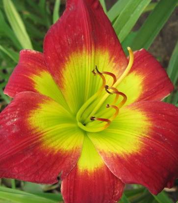 lime-yellow to deep red flower with lime-yellow stamens, and green leaves