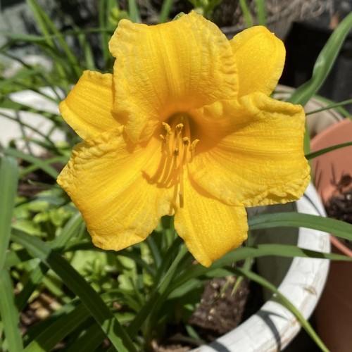 Yellow flower with green leaves, yellow stamen, stigma and style.