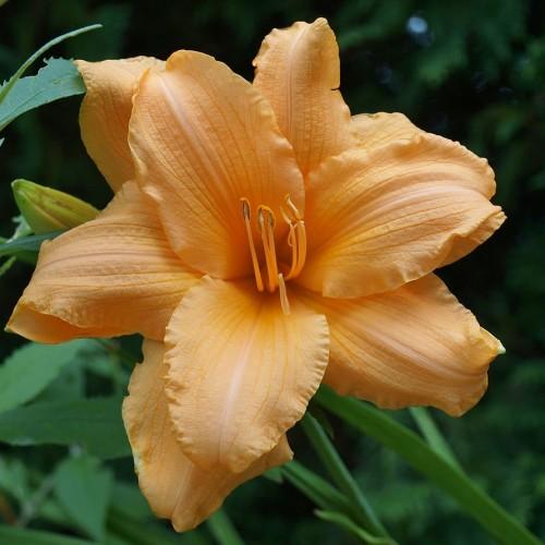 light-orange flower with orange center, orange-brown anthers, orange fliaments, lime-green bud, green leaves and stems.