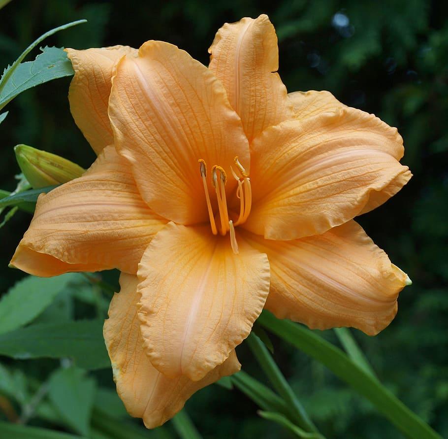 light-orange flower with orange center, orange-brown anthers, orange fliaments, lime-green bud, green leaves and stems.