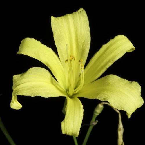 creamy yellow flower with creamy yellow stamens and green stems