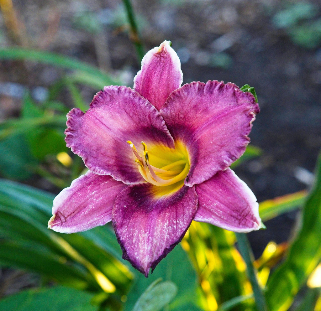 violet-colored flowers with white, curvey margins, yellow stamens, and dark green leaves 