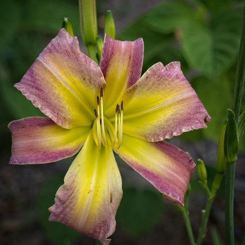Purple-yellow flower with lime center, lime-yellow filaments, yellow-black anthers, green-lime buds and stems.