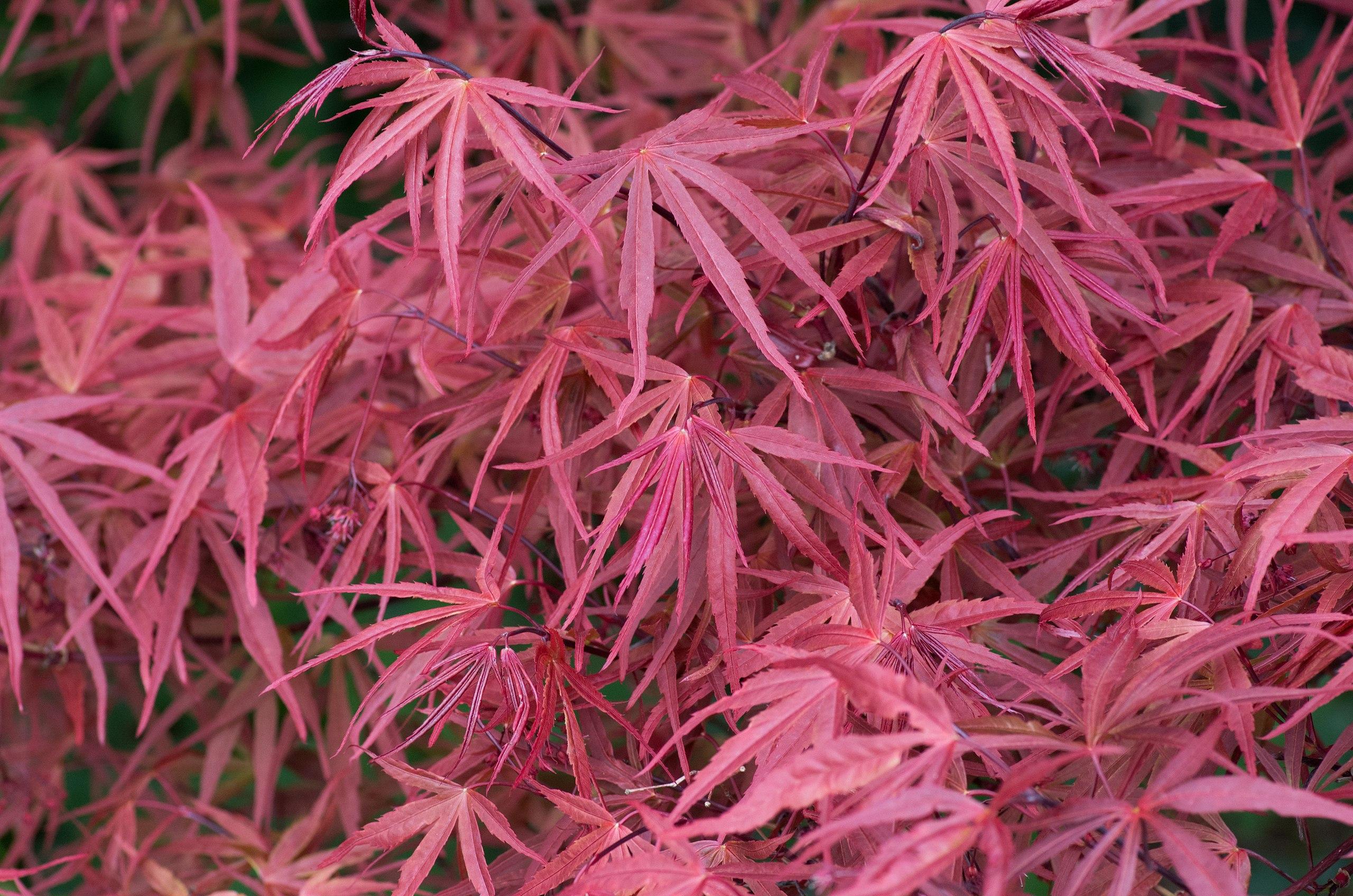 pink leaves on burgundy stems