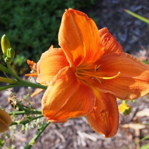 Dark-orange flower with yellow center, orange-brown anthers, orange fliaments, lime-green bud, orange stigma, orange style and green stems.