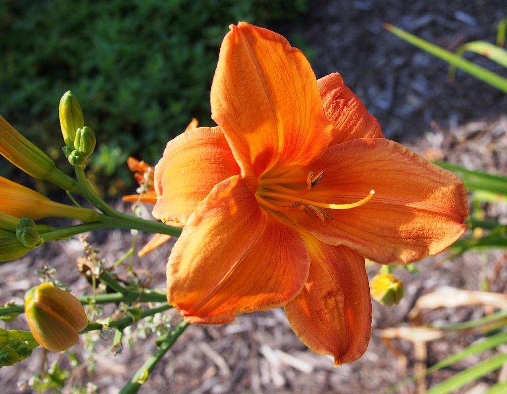 Dark-orange flower with yellow center, orange-brown anthers, orange fliaments, lime-green bud, orange stigma, orange style and green stems.