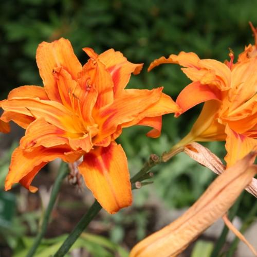 Orange flower with dark-orange center, orange-brown anthers, orange fliaments, lime-orange petiole, orange and green stems.