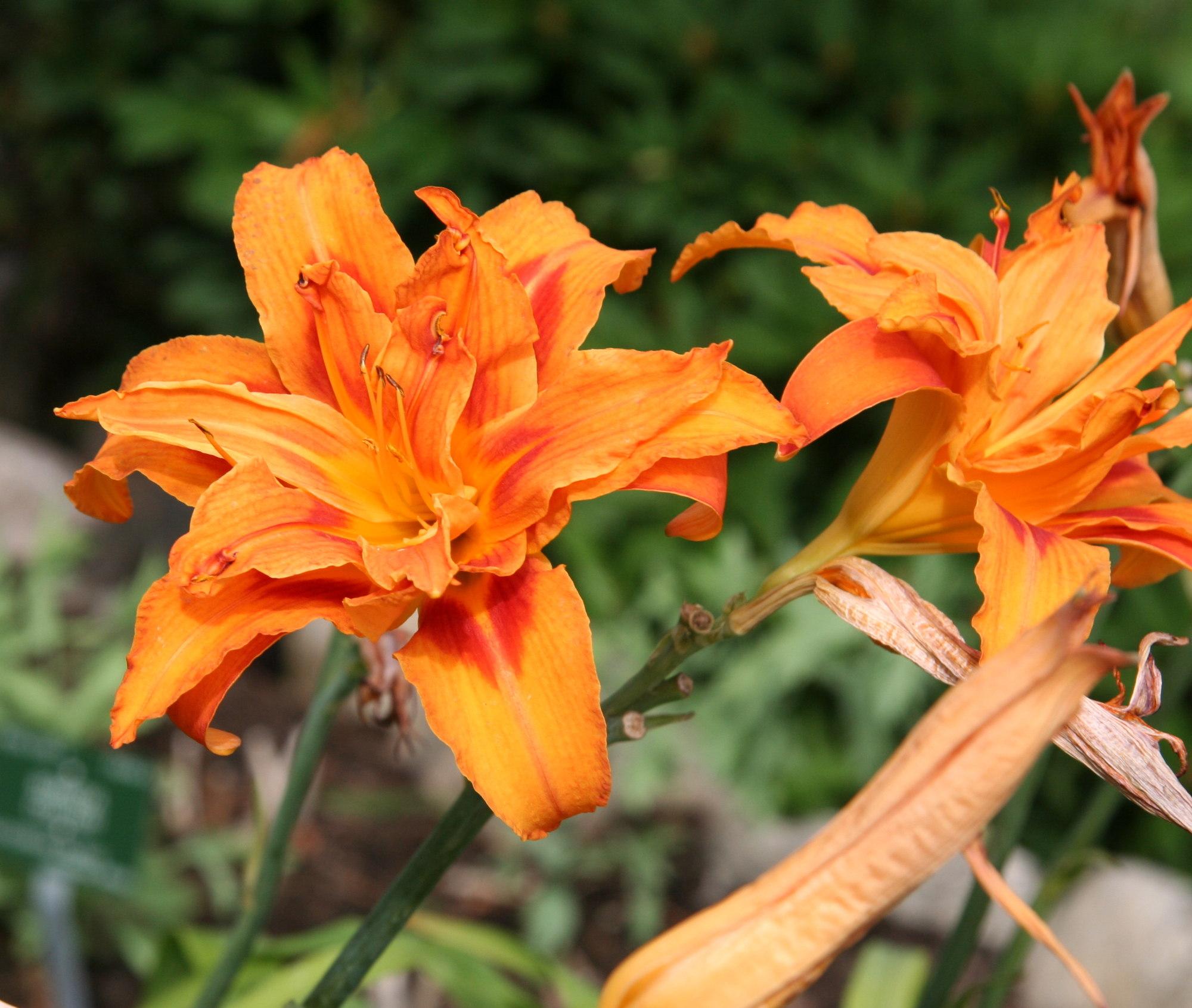 Orange flower with dark-orange center, orange-brown anthers, orange fliaments, lime-orange petiole, orange and green stems.
