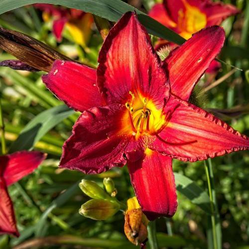 deep red flower with a yellow center and red stamens, light green buds