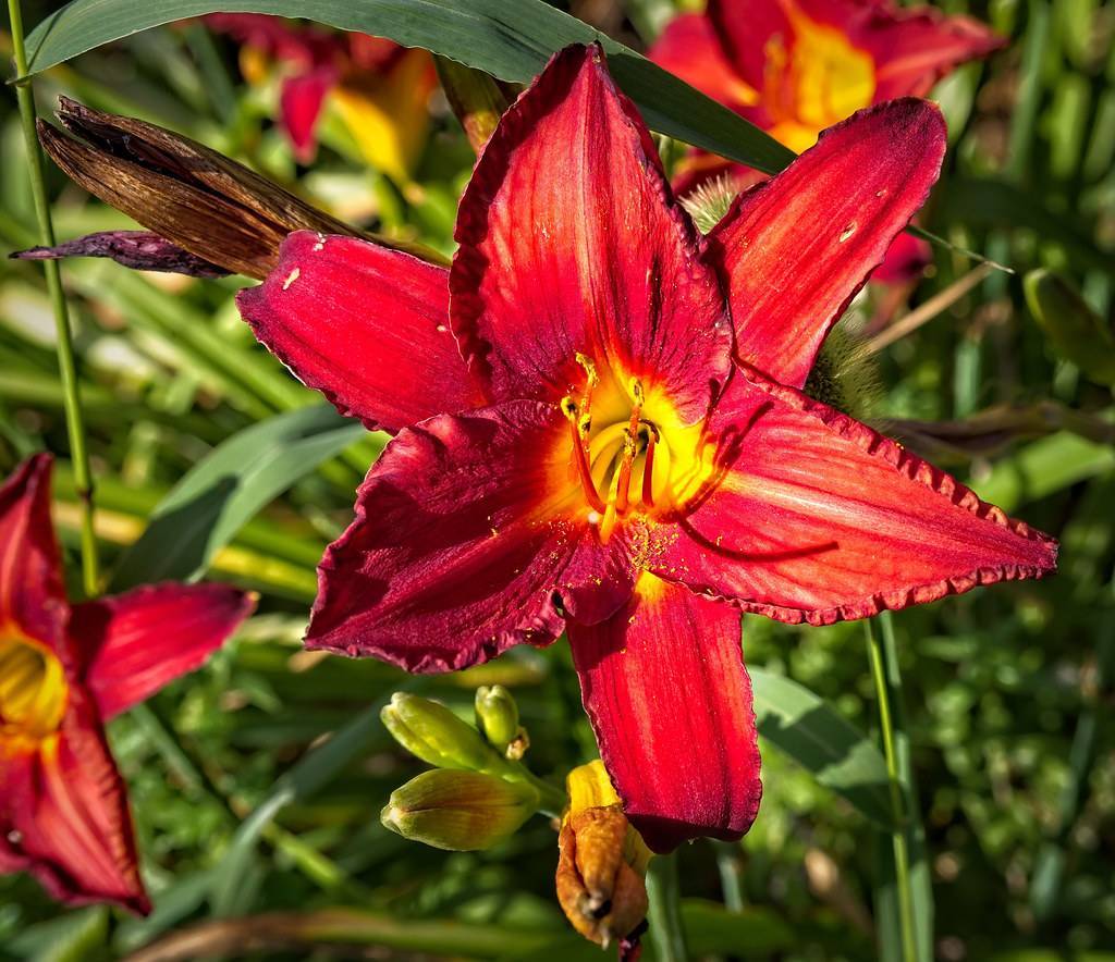 deep red flower with a yellow center and red stamens, light green buds
