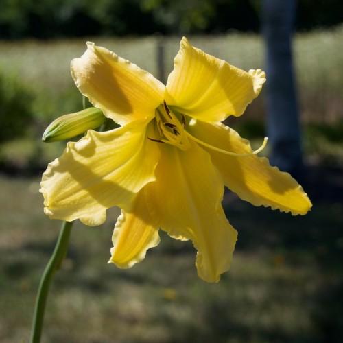 Yellow flower with line center, yellow stigma, yellow style, brown anthers, yellow filaments, lime-yellow buds and green stem.